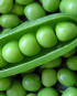 Green peas