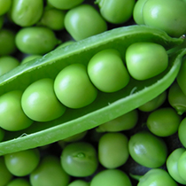 green_peas_ccm_food_legumes