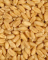 Soft  & durum wheat